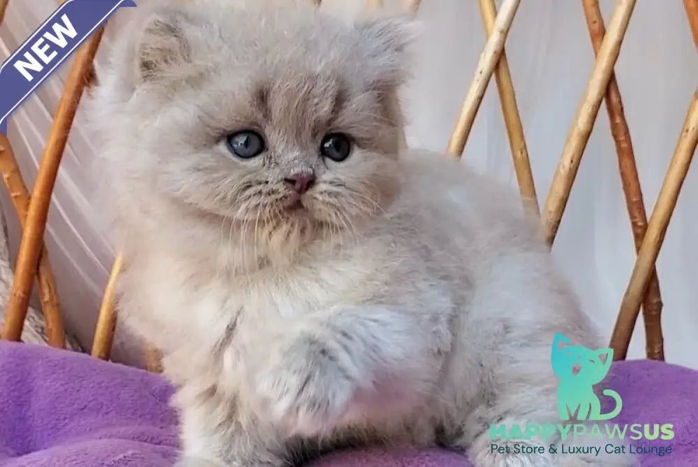 Wilda British Longhair female blue golden ticked tabby - live animals