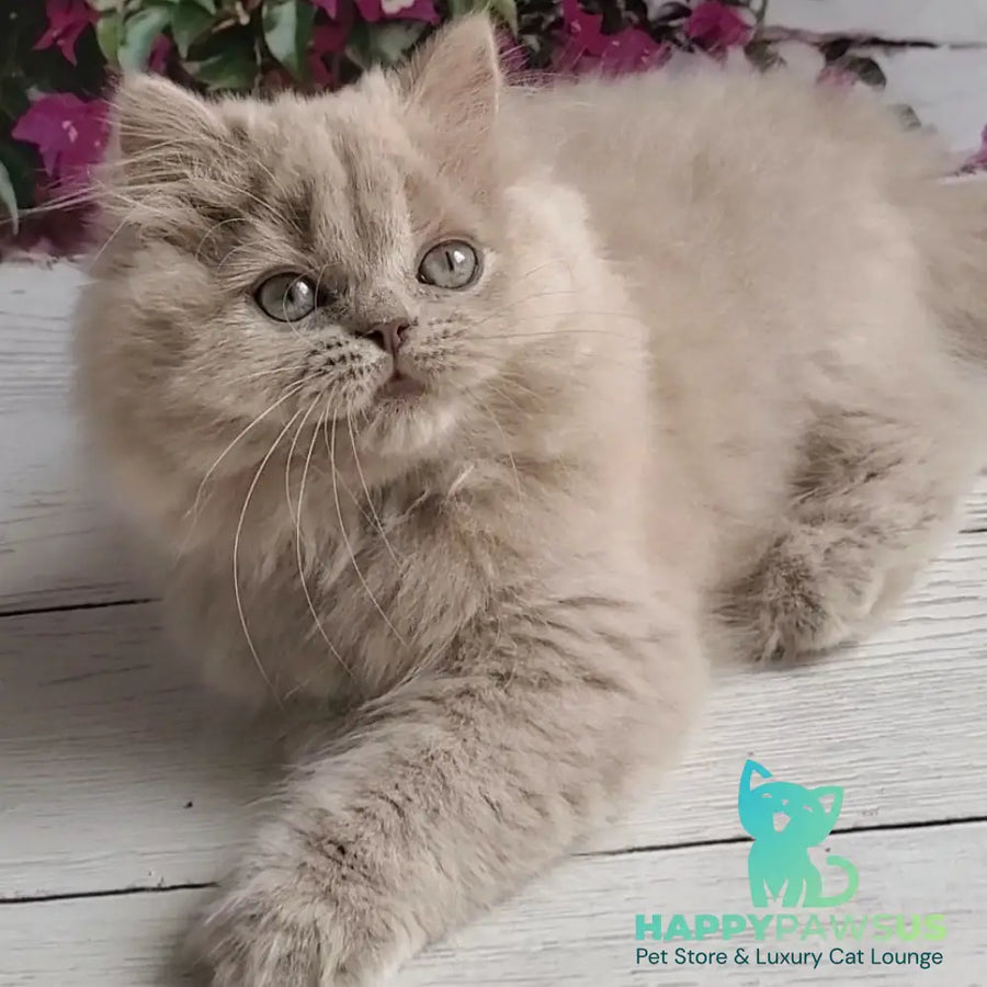 Wilda British Longhair female lilac golden ticked tabby - live animals