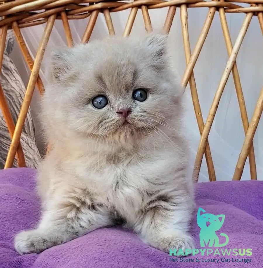 Wilda British Longhair female blue golden ticked tabby - live animals