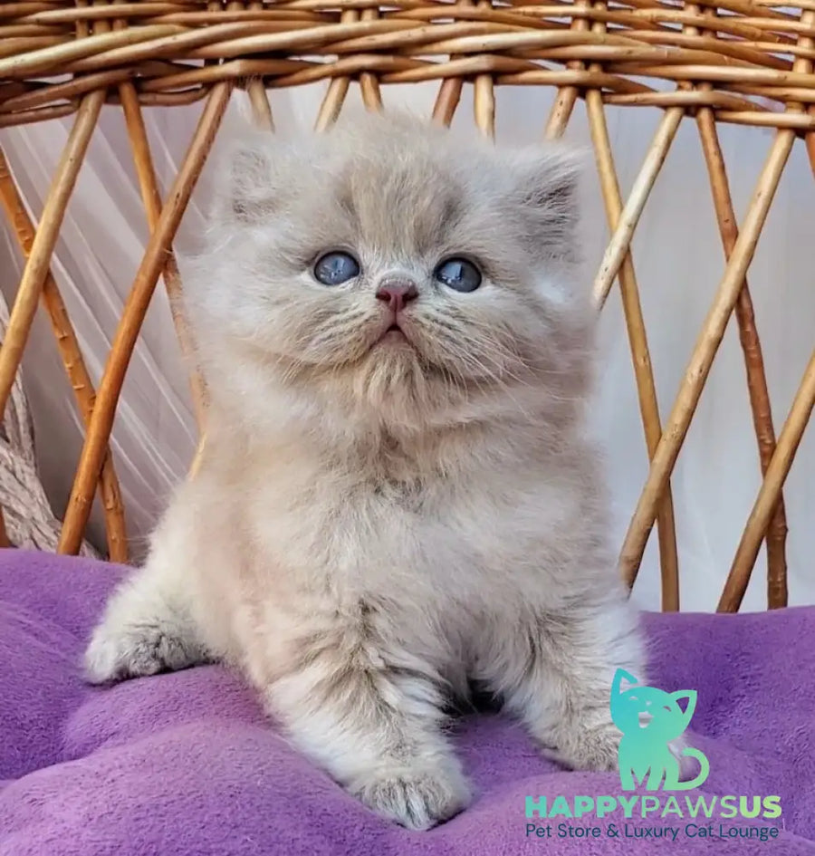 Wilda British Longhair female blue golden ticked tabby - live animals