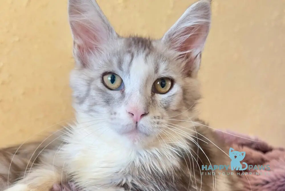 Wilgelm Maine Coon male black silver tabby mitted live animals