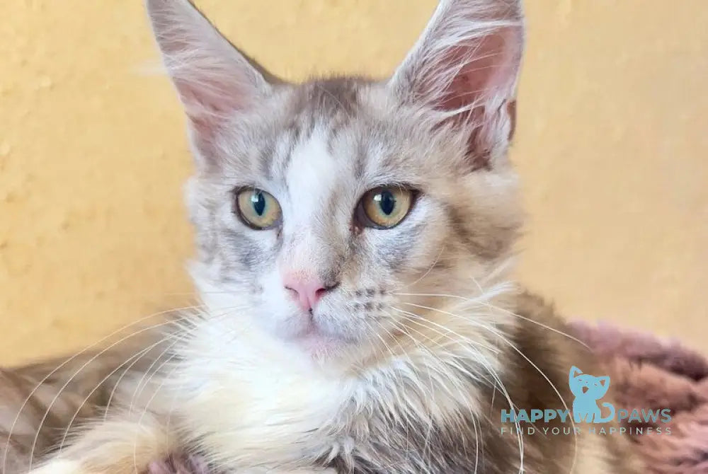 Wilgelm Maine Coon male black silver tabby mitted live animals