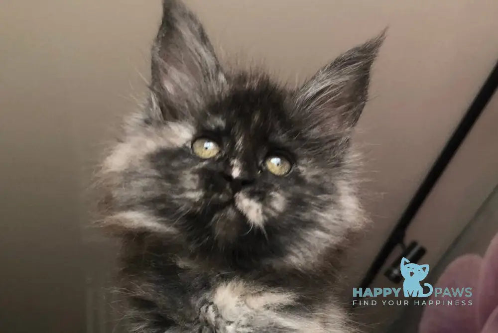 Wilhelmina Maine Coon female black tortie silver - live animals