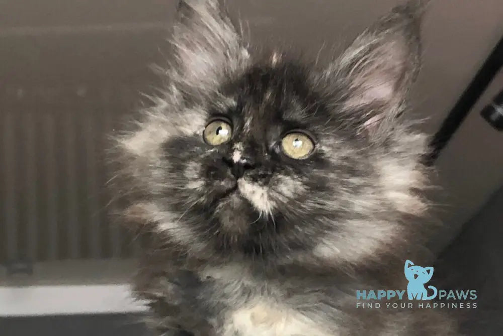 Wilhelmina Maine Coon female black tortie silver - live animals
