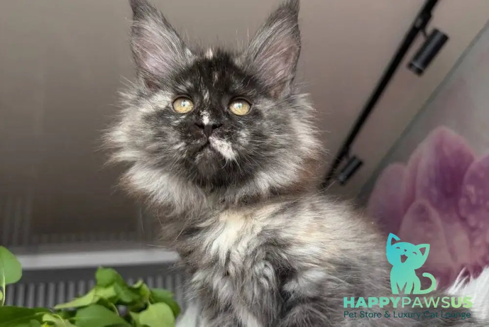 Wilhelmina Maine Coon female black tortie silver - live animals