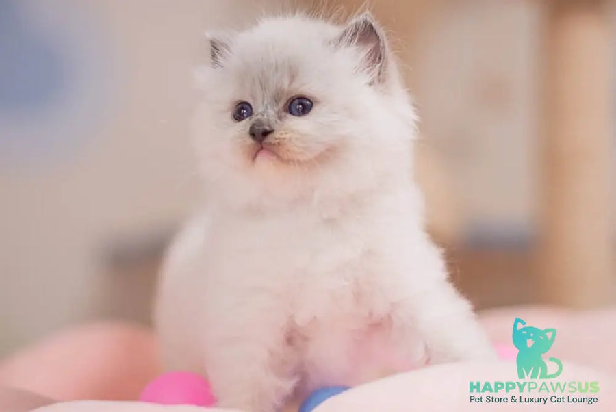 Willa Ragdoll female blue mitted - live animals