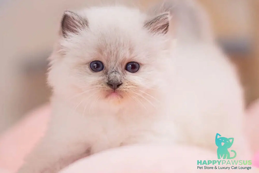 Willa Ragdoll female blue mitted - live animals