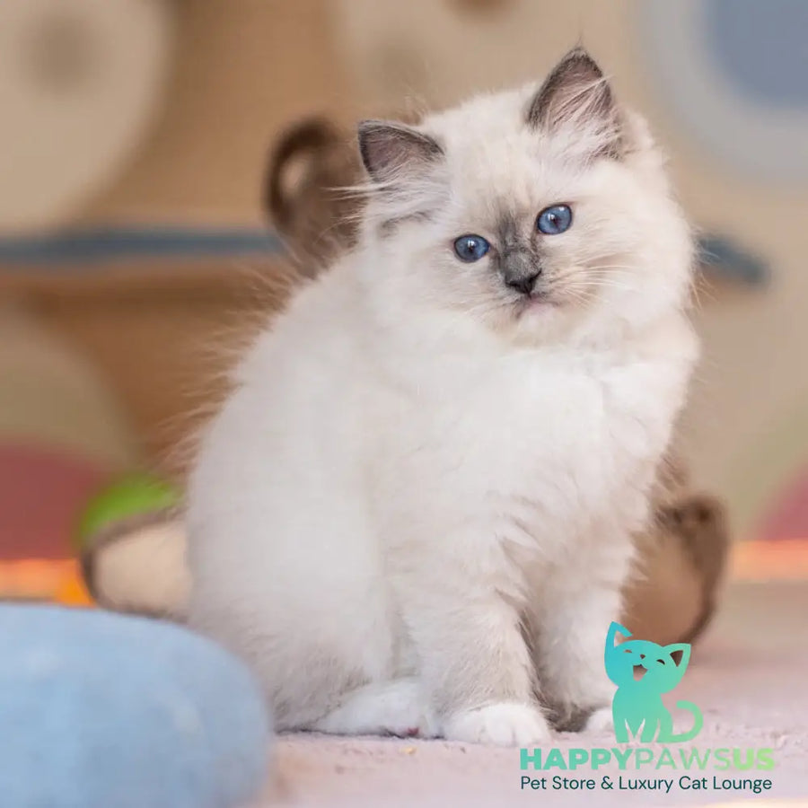 Willa Ragdoll female blue mitted - live animals