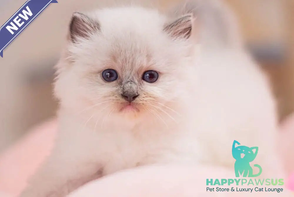 Willa Ragdoll female blue mitted - live animals