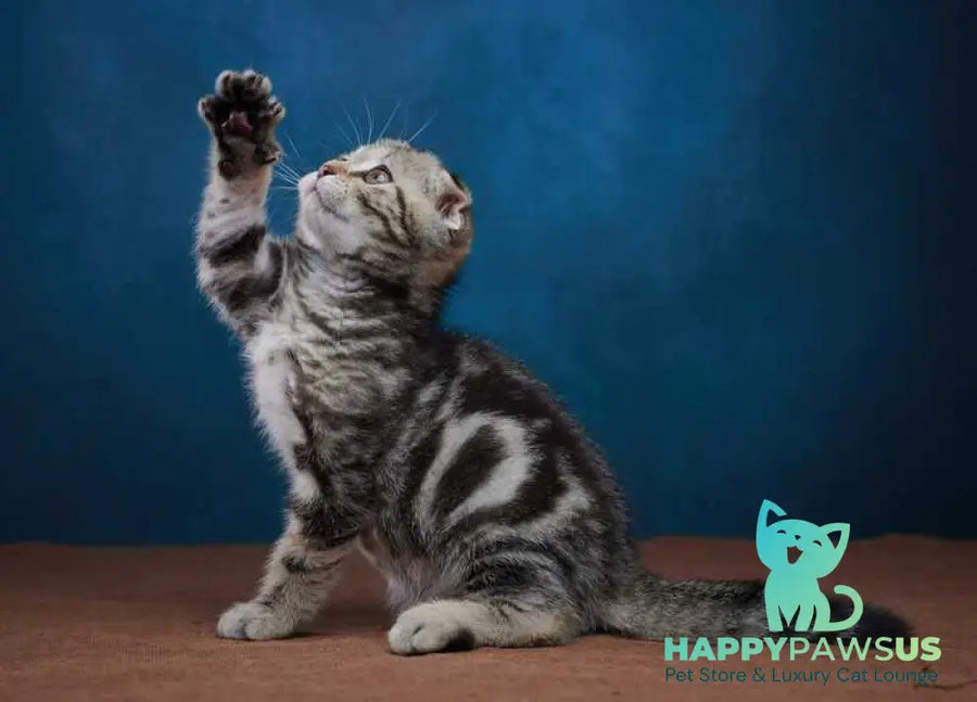 Willi Scottish Fold male black silver tabby - live animals