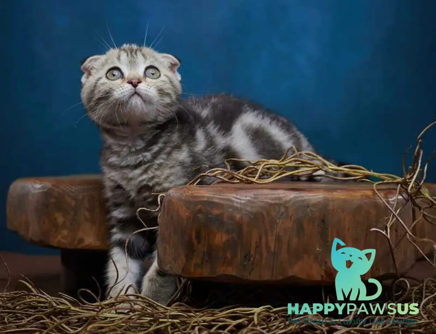 Willi Scottish Fold male black silver tabby - live animals