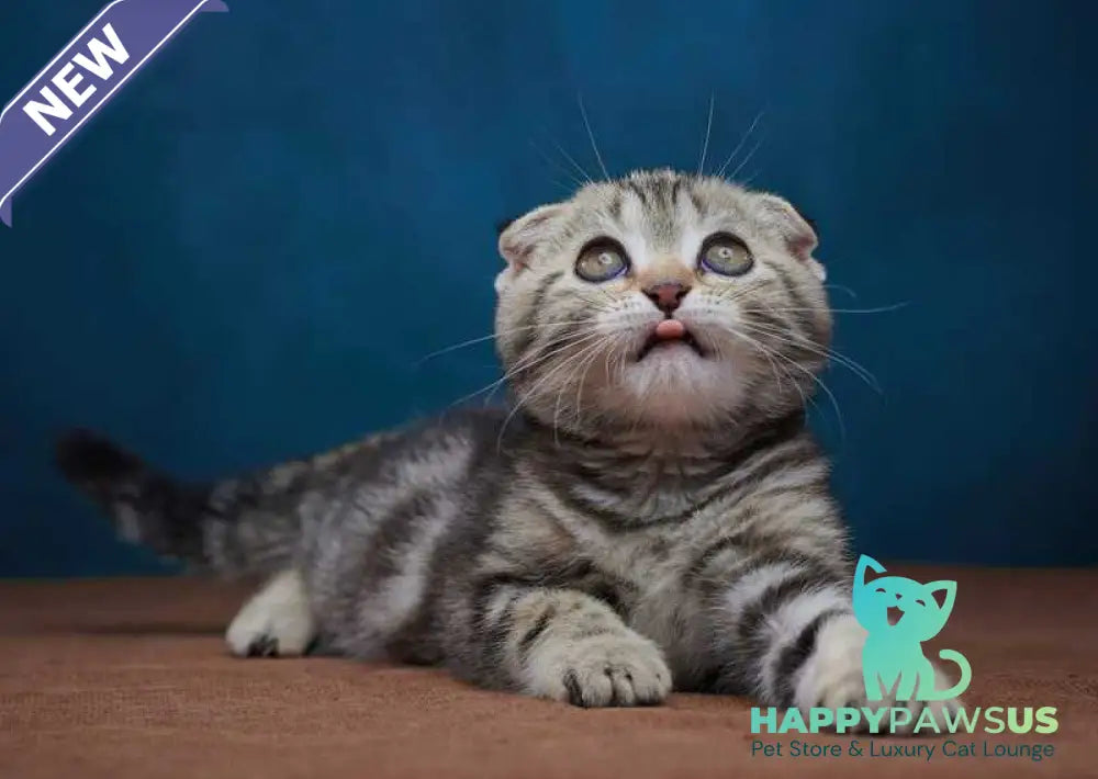 Willi Scottish Fold male black silver tabby - live animals