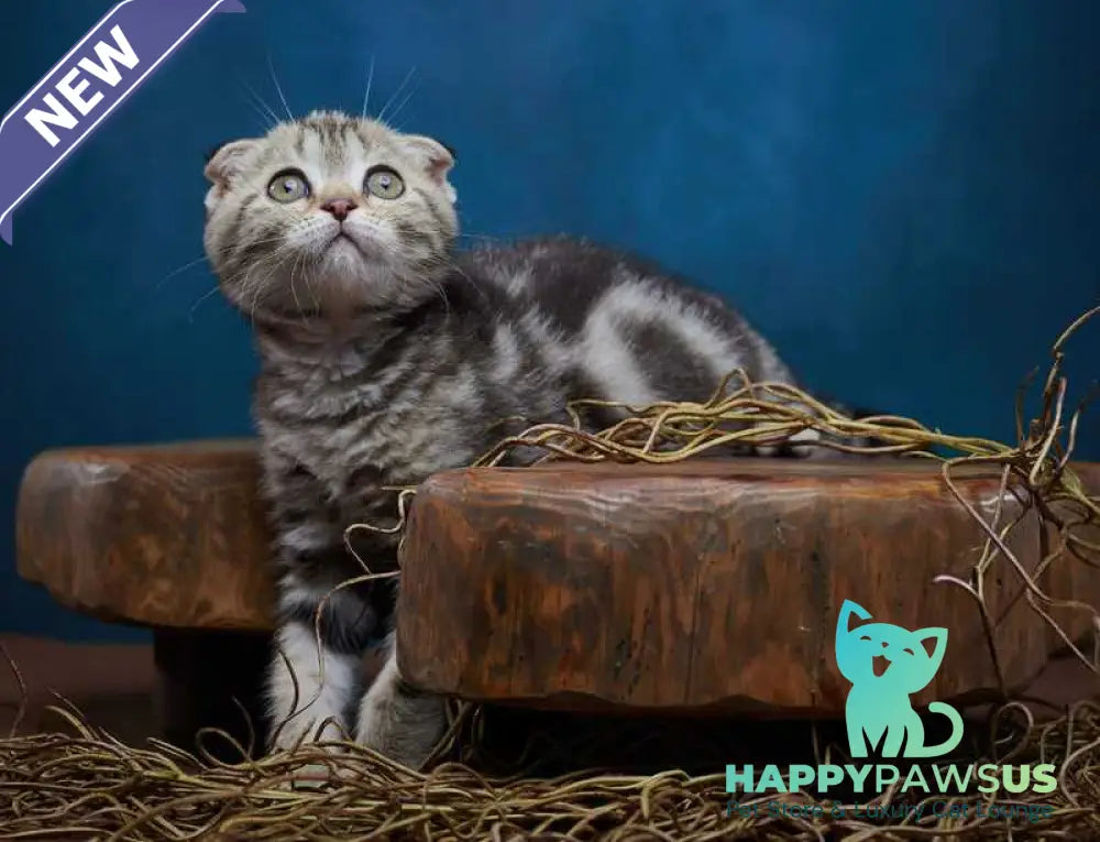 Willi Scottish Fold male black silver tabby - live animals