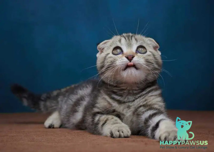 Willi Scottish Fold male black silver tabby - live animals