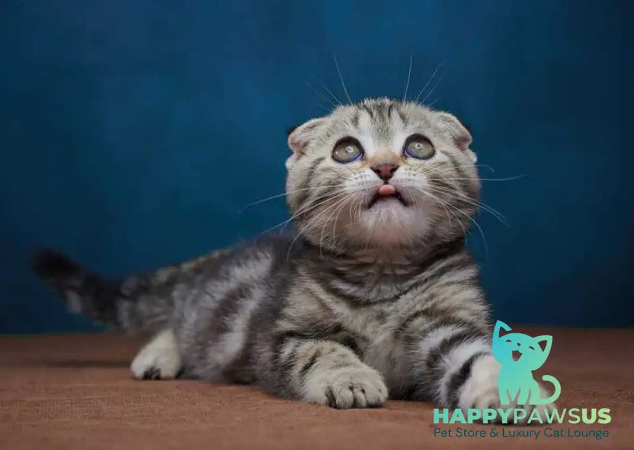 Willi Scottish Fold male black silver tabby - live animals