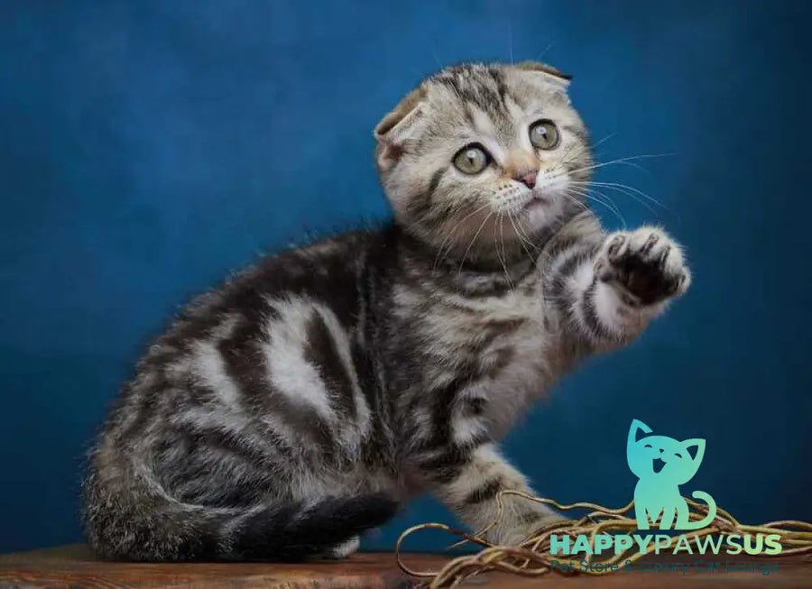 Willi Scottish Fold male black silver tabby - live animals