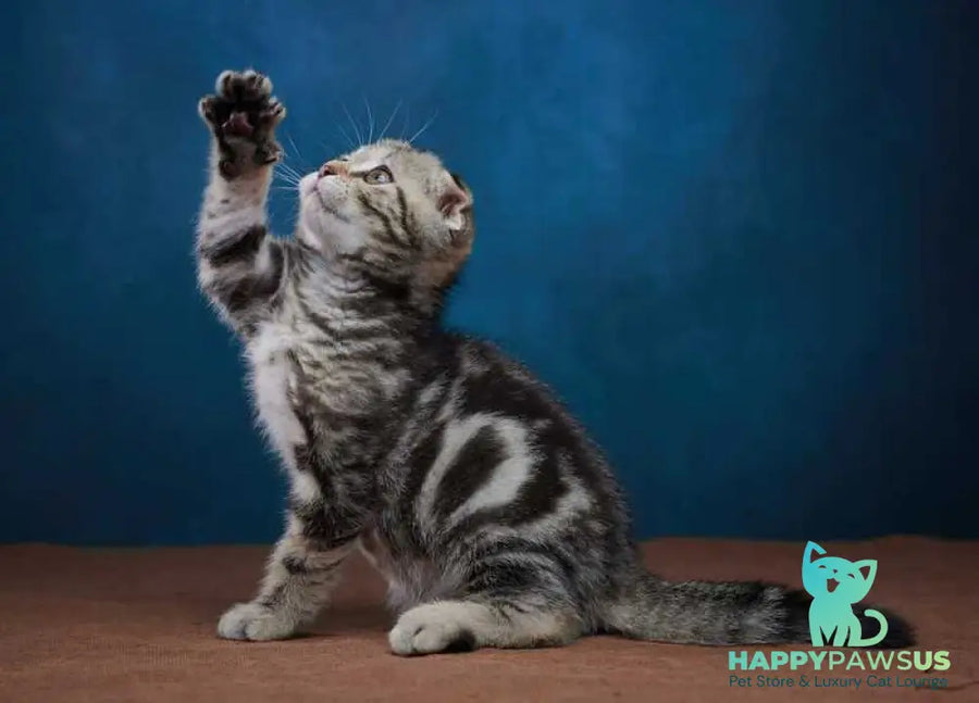 Willi Scottish Fold male black silver tabby - live animals