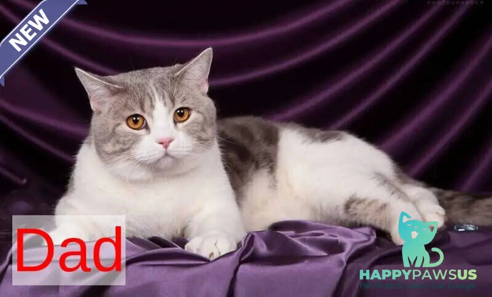 Willi Scottish Fold male black silver tabby - live animals