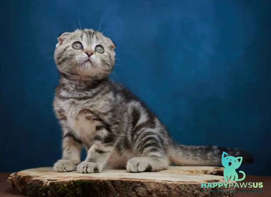 Willi Scottish Fold male black silver tabby - live animals