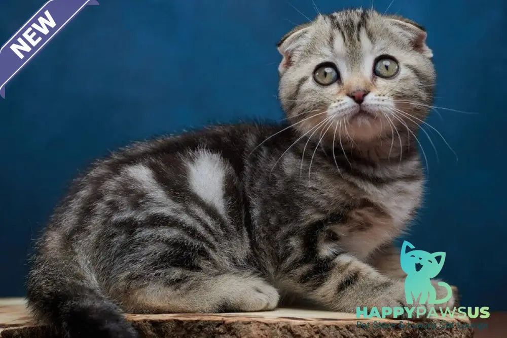 Willi Scottish Fold male black silver tabby - live animals