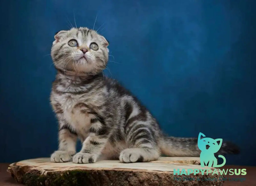 Willi Scottish Fold male black silver tabby - live animals
