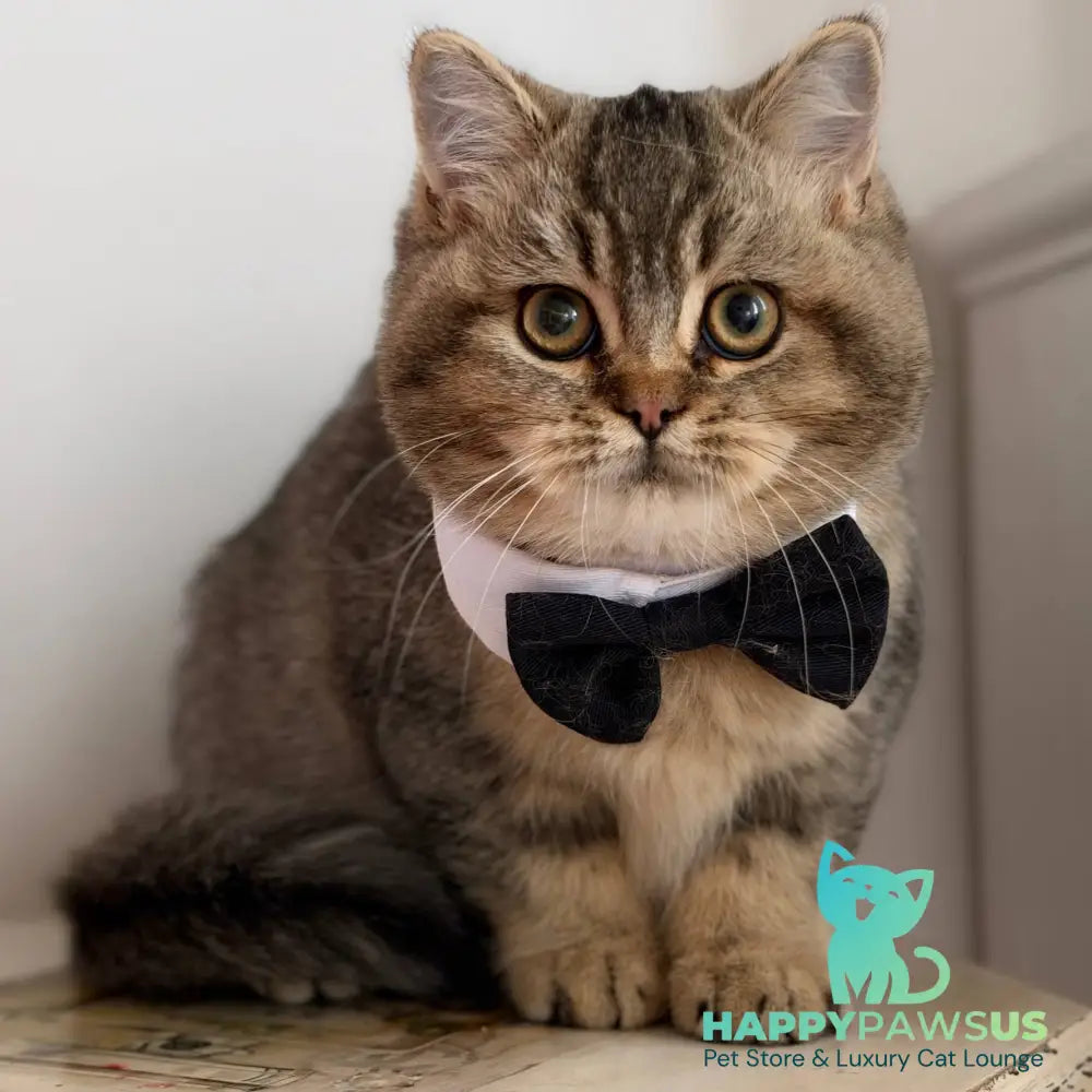 William British Shorthair male black ticked tabby - live animals