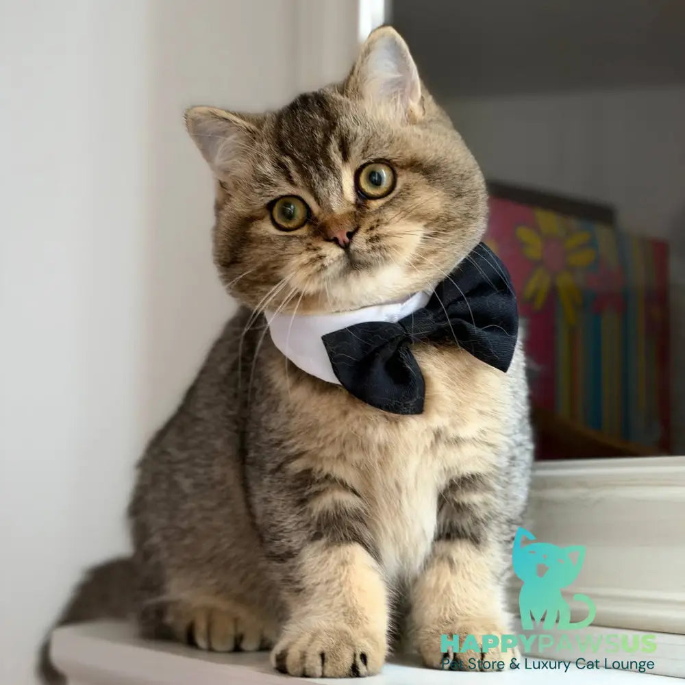 William British Shorthair male black ticked tabby - live animals