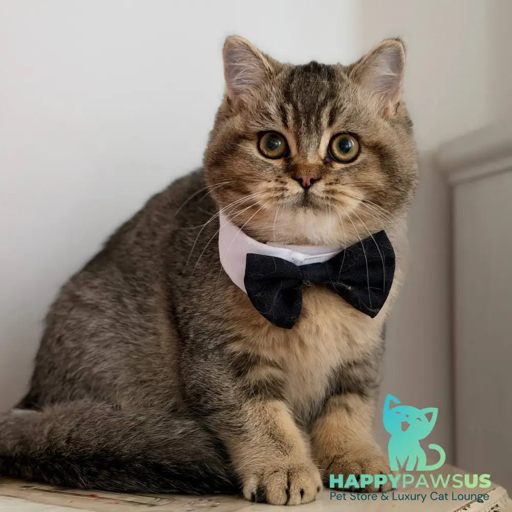 William British Shorthair male black ticked tabby - live animals