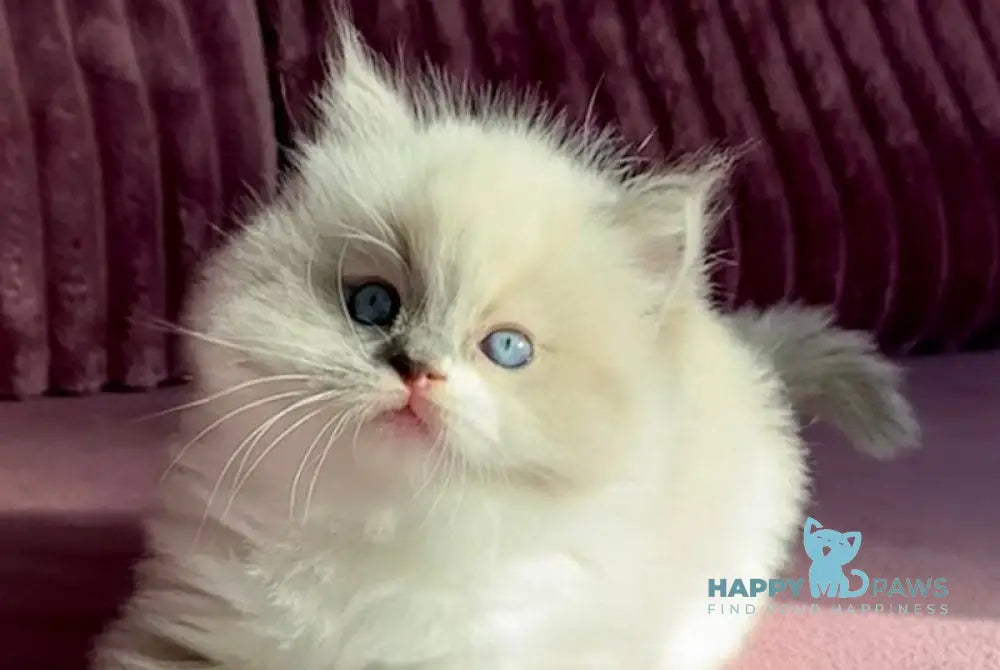 William Ragdoll male blue mitted live animals