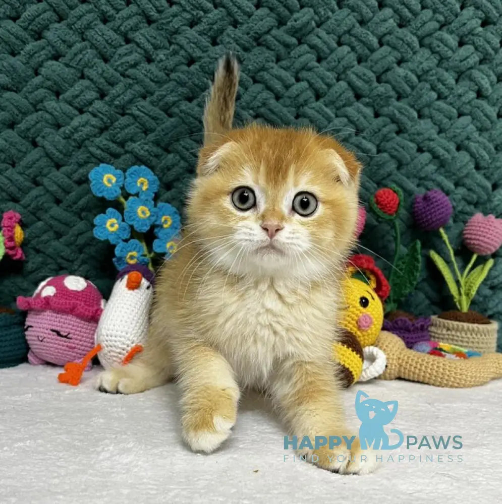 William Scottish Fold male black golden chinchilla live animals