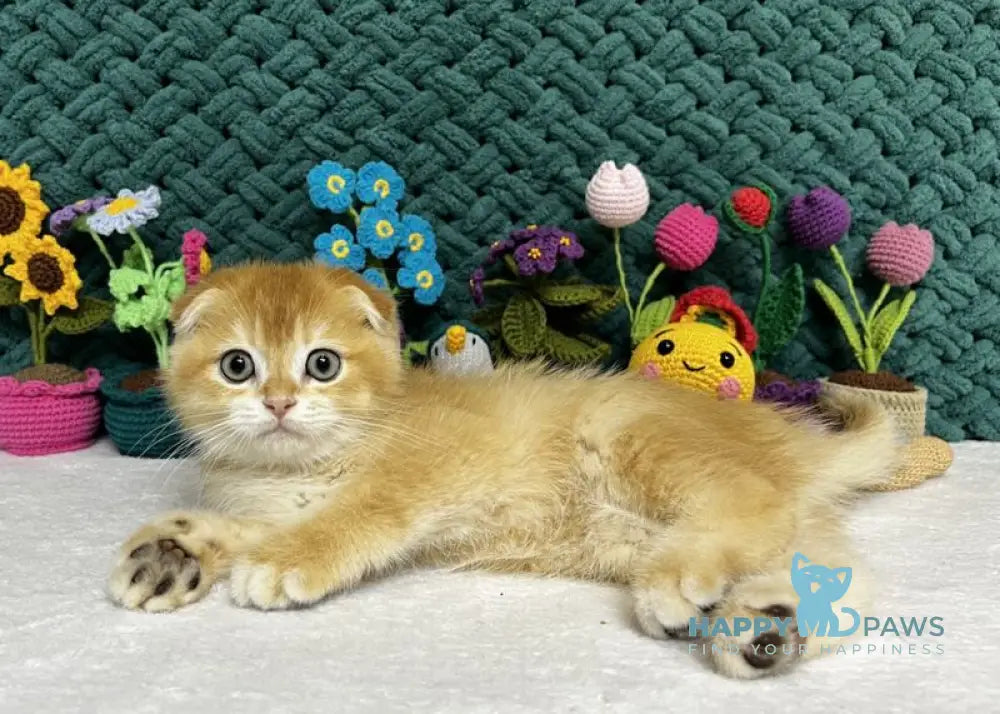 William Scottish Fold male black golden chinchilla live animals