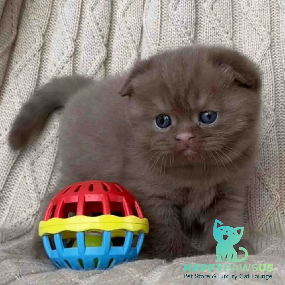 William Scottish Fold male cinnamon - live animals