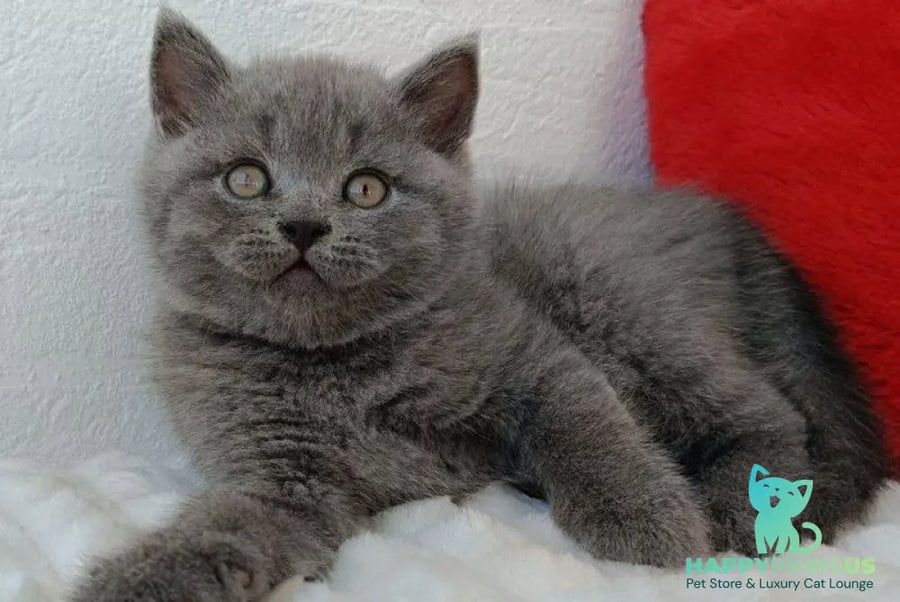 William Scottish Straight male blue - live animals