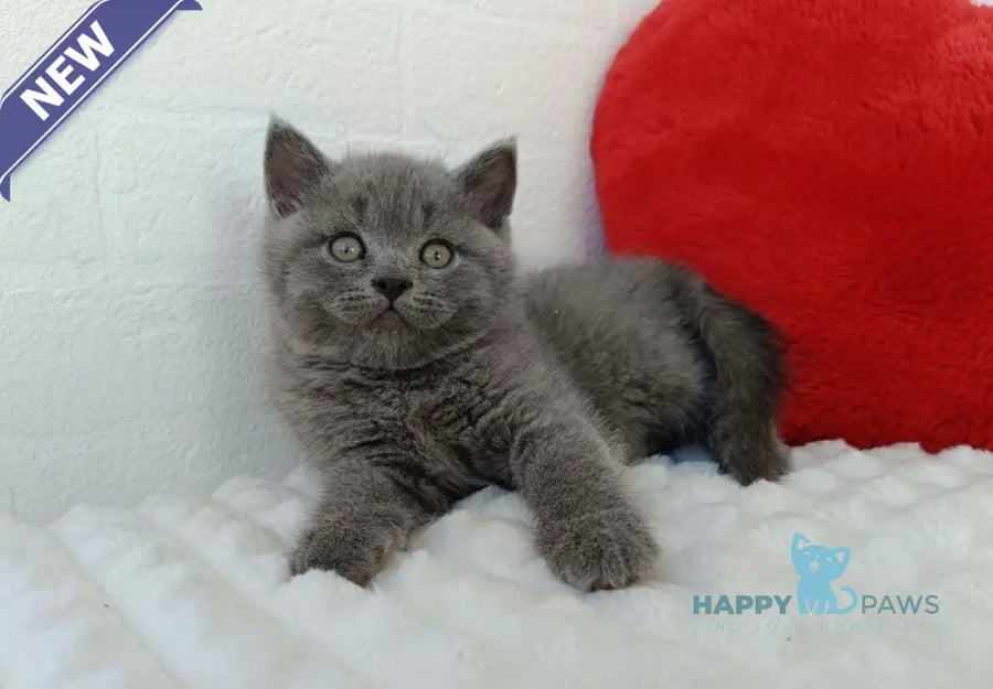 William Scottish Straight male blue - live animals