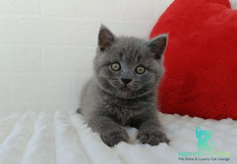 William Scottish Straight male blue - live animals