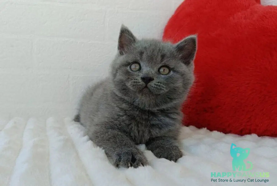 William Scottish Straight male blue - live animals