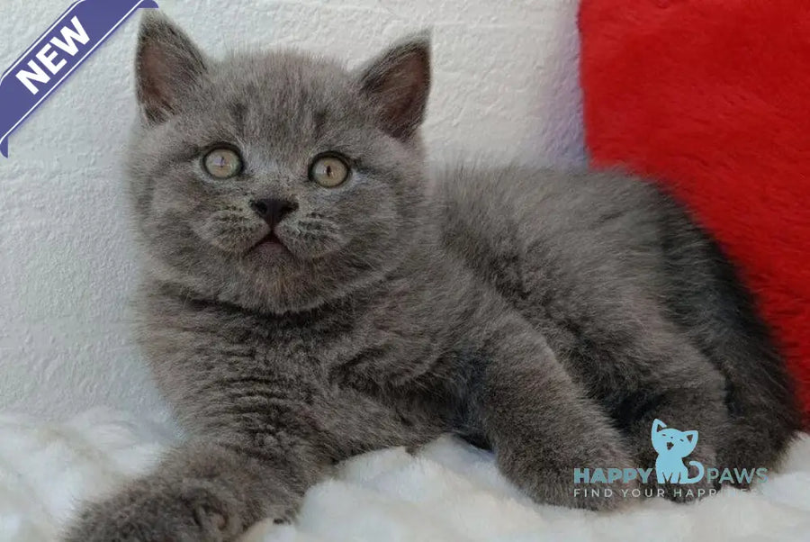 William Scottish Straight male blue - live animals