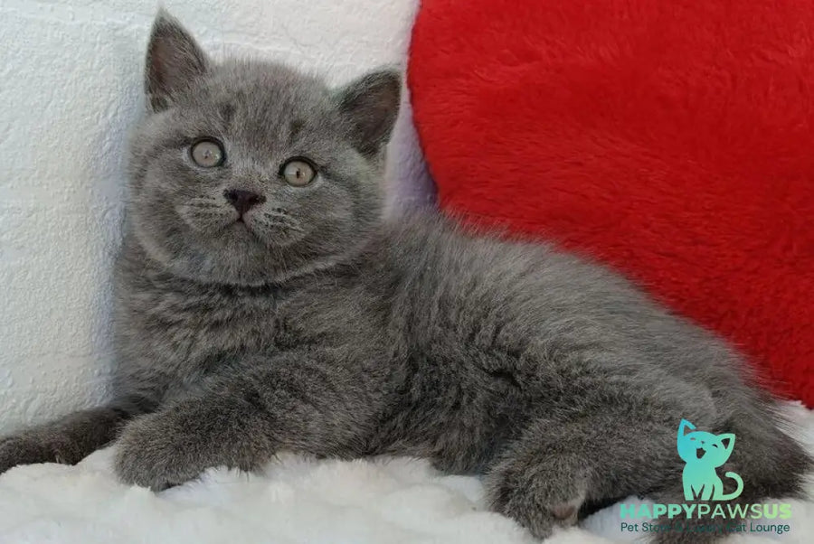 William Scottish Straight male blue - live animals