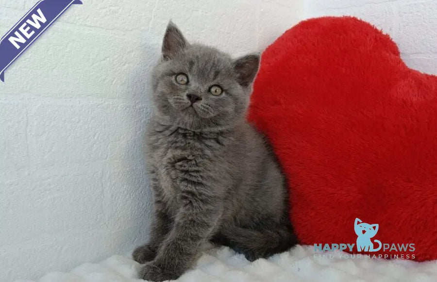 William Scottish Straight male blue - live animals