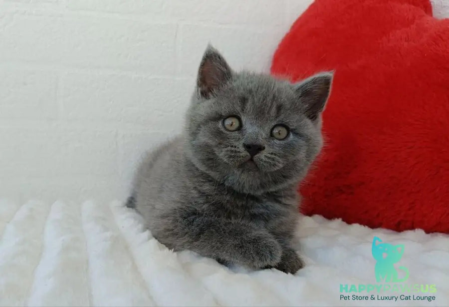 William Scottish Straight male blue - live animals