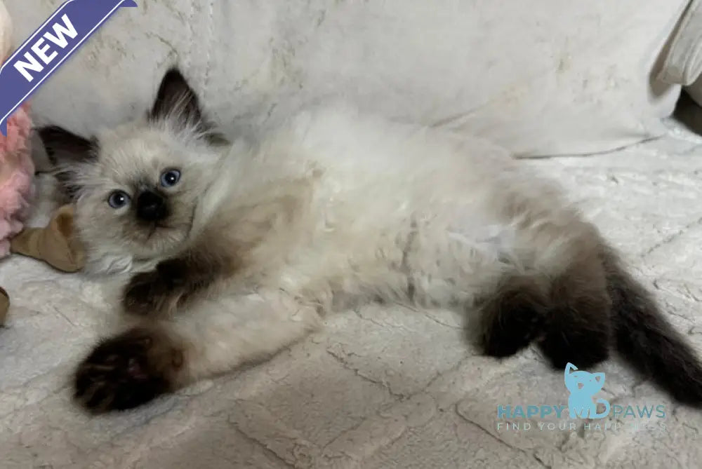 William Siberian male seal pointed live animals