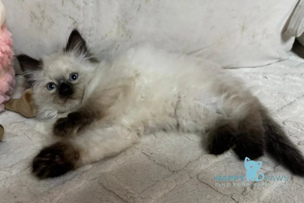 William Siberian male seal pointed live animals