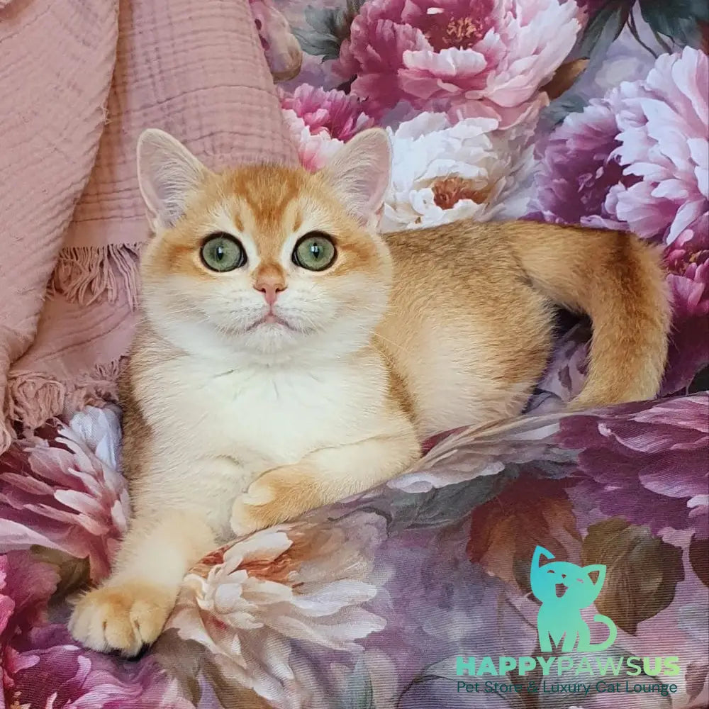 Willow British Shorthair male black golden chinchilla - live animals