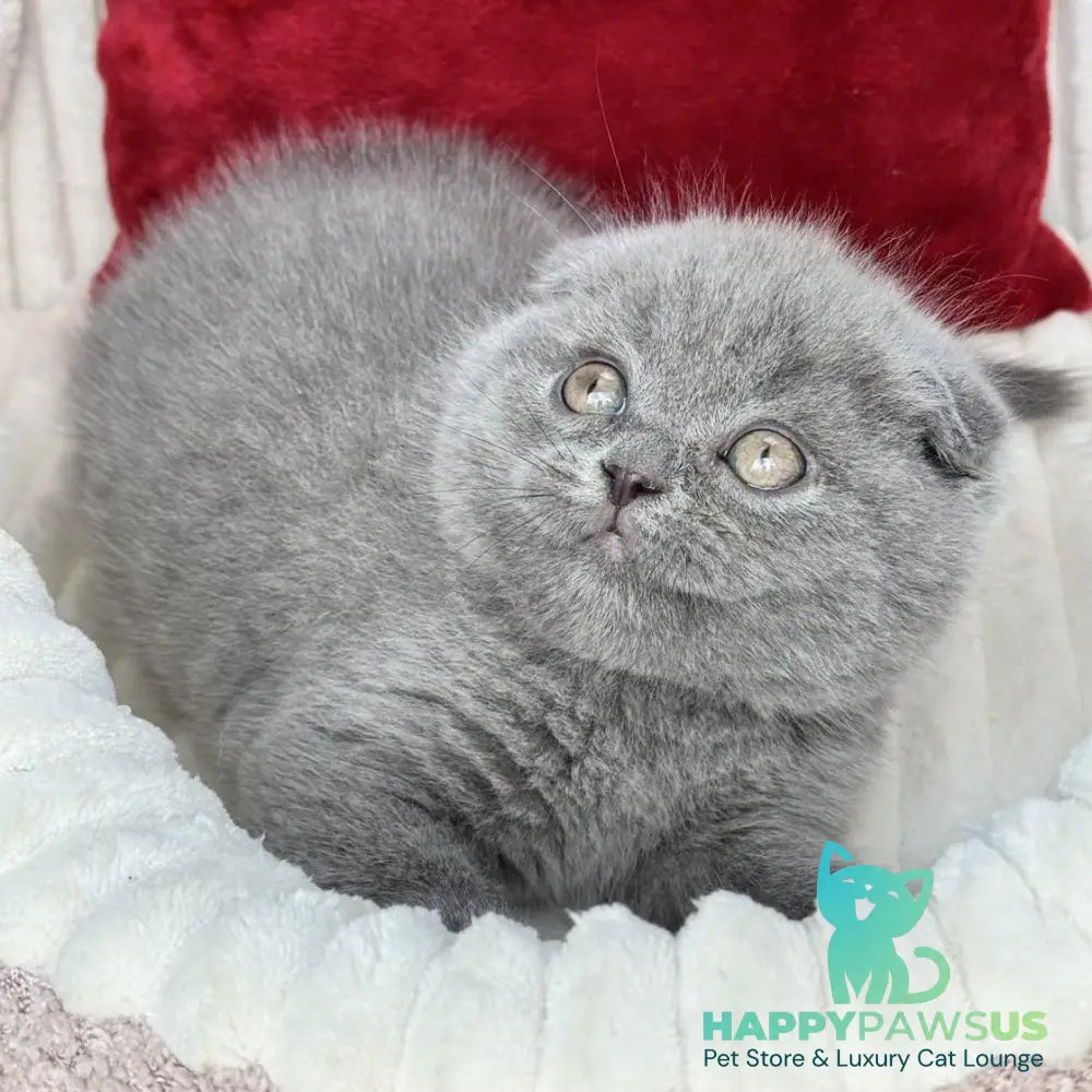 Willow Scottish Fold male blue - live animals