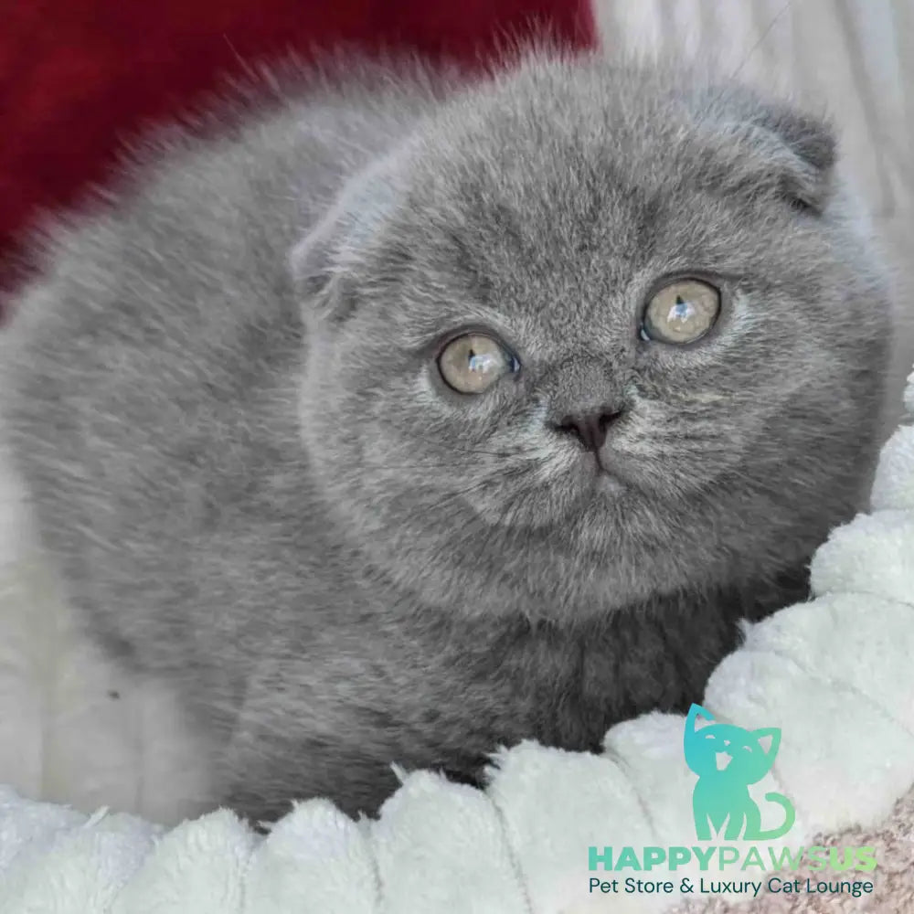 Willow Scottish Fold male blue - live animals