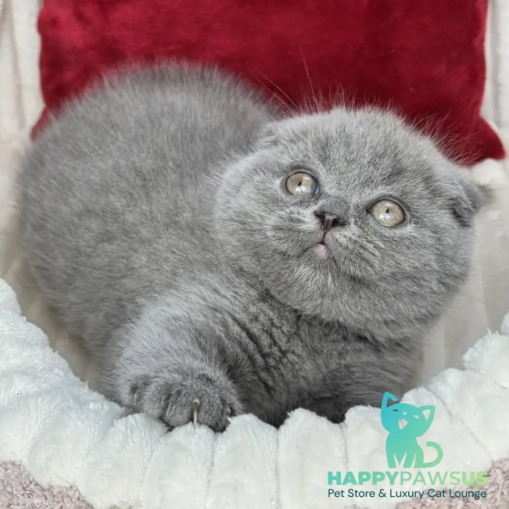 Willow Scottish Fold male blue - live animals