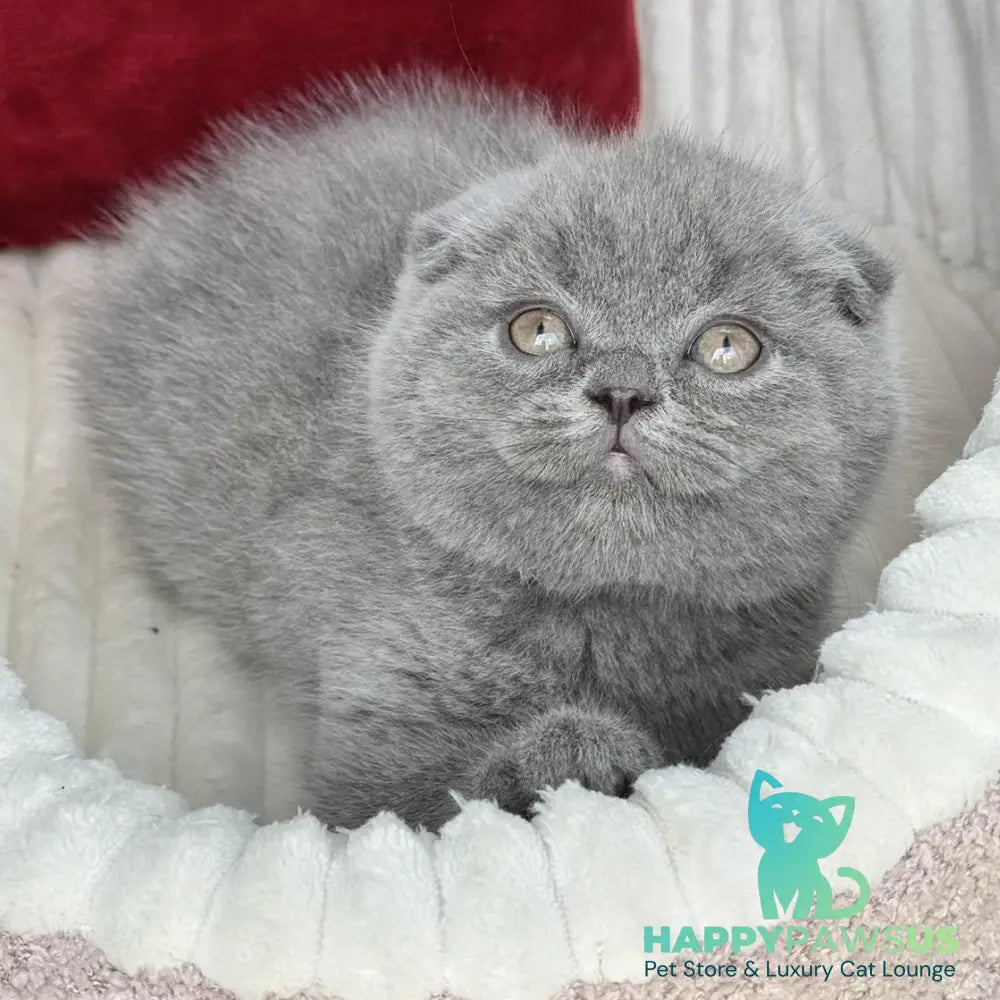 Willow Scottish Fold male blue - live animals