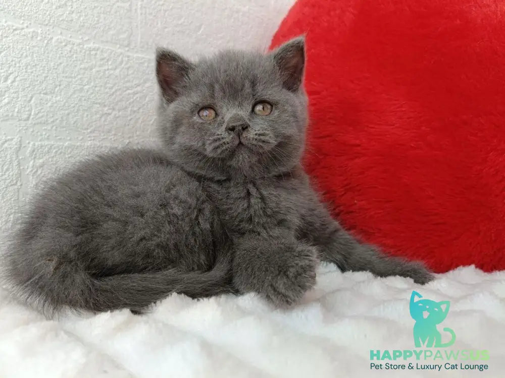 Willow Scottish Straight female blue - live animals