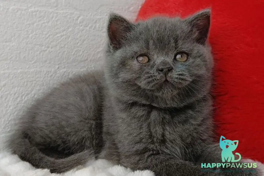 Willow Scottish Straight female blue - live animals