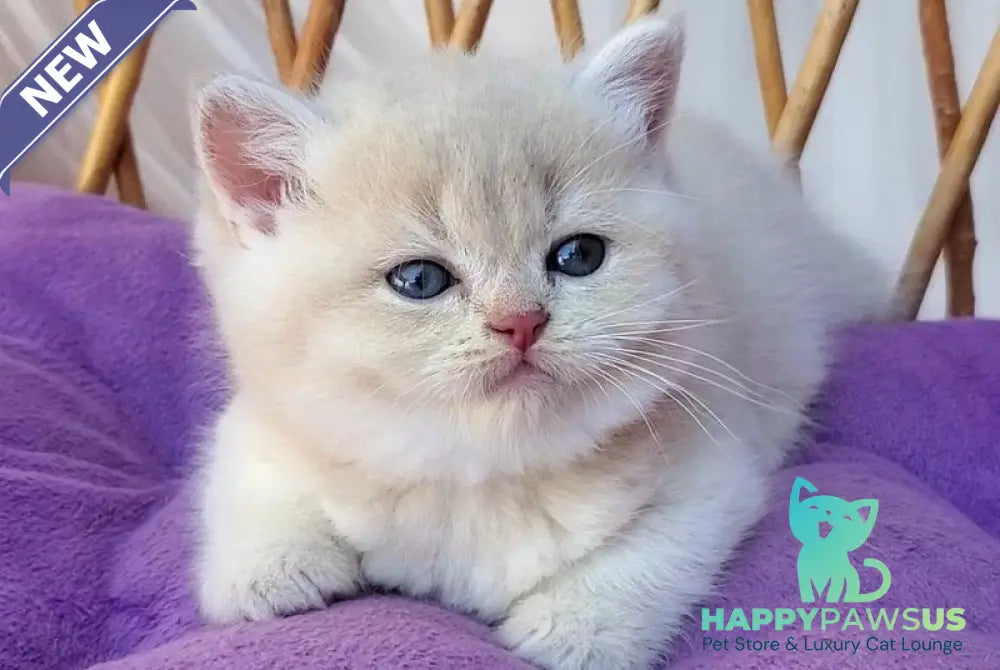 Willy British Shorthair male lilac golden chinchilla - live animals